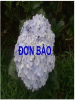 ĐƠN bào (ký SINH TRÙNG) (chữ biến dạng do slide dùng font VNI times, tải về xem bình thường) 