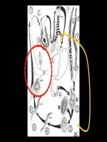 GIUN tóc CHÓ mèo (ký SINH TRÙNG) (chữ biến dạng do slide dùng font VNI times, tải về xem bình thường) 