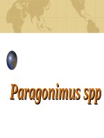 Paragonimus spp (ký SINH TRÙNG) 