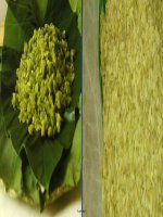 Bài giảng Ngữ văn Lớp 7 - Tiết 64: Mùa xuân của tôi