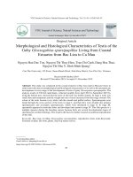 Morphological and histological characteristics of testis of the goby glossogobius sparsipapillus living from coastal estuaries from bac lieu to ca mau 