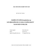 Nghiên cứu nấm stemphylium sp  gây bệnh đốm nâu cà chua và đốm xám ớt tại hà nội và phụ cận   