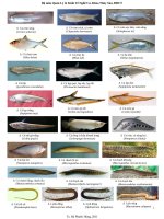 Nhận dạng các loài cá nước ngọt Nam Bộ