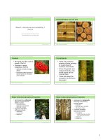 503 335w4 01 wood structure 1 v2 