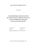 Đặc điểm sinh học, sinh thái loài sâu đục thân ngô châu á ostrinia furnacalis guenee (lepidoptera pyralidae) tại gia lâm, hà nội năm 2017   