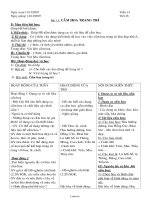 Giáo án Công nghệ 6 - Tiết 28, Bài 13: Cắm hoa trang trí - Năm học 2007-2008