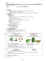 Giáo án Mĩ thuật 3 Bài 11: Vẽ cành lá