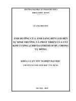 Ảnh hưởng của ánh sáng đèn LED đến sự sinh trưởng và phát triển của cúc kim cương (chrysanthemum sp ) trồng vụ đông 