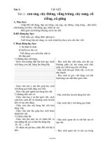 Giáo án Tập viết - Tiết 12: Con ong, cây thông, vầng trăng, cây sung, củ riềng, củ gừng