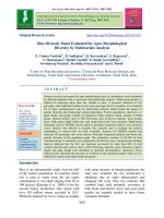 Rice diversity panel evaluated for agro-morphological diversity by multivariate analysis