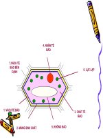 Sinh học 6 - Bài 8: Sự lớn lên và phân chia của tế bào