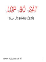 thằn lằn bóng đuôi dài