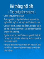 Hệ thống nội tiết (cơ THỂ học GIA cầm) (NGÀNH THÚ y) (chữ biến dạng do slide dùng font VNI times, tải về xem bình thường) 