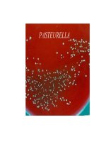 Pasteurella và VIRUS  NEWCASTLE (VI SINH THÚ y SLIDE) 