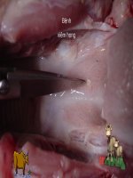 SEMINAR (CHUYÊN đề BỆNH nội KHOA THÚ y) BỆNH VIÊM HỌNG  