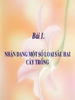 bµi 44 sù nh©n lªn cña virut trong tõ bµo bönh aids nhën d¹ng mét sè lo¹i s©u h¹i c©y trång bµi 1 tên khoa học nilaparvata lugens họ delphasidae bộ homoptera 1 rầy nâu brown backed rice plant hopper