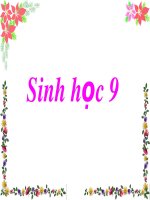slide 1 sinh học 9 mµng tõ bµo tõ bµo chêt nh©n nhiôm s¾c thó adn ch­¬ng iii and vµ gen bµi 15 adn i cêu t¹o ho¸ häc cña ph©n tö adn adn được cấu tạo từ những nguyên tố nào vì sao nói and thuộc loại