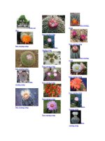 print  bon sai đẹp print  hyperlink http chiennc violet vndocumentshowentry id1486147 hoa xuong rong print  hyperlink http chiennc violet vndocumentshowentry id1486145 hoa xuong ron