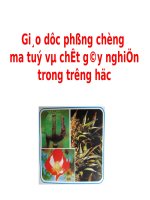 Phap luat phong chong ma tuy