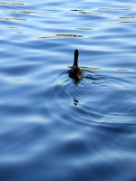 slide 1 cho ví dụ về quán tính câu kiểm tra bài cũ 2 phát biểu định luật ii newton biểu thức định luật ii newton 1 phát biểu định luật i newton câu 3 chọn câu đúng kiểm tra bài cũ a không có lực tá