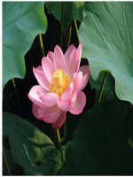 baøi 2 veơ trang trí maøu saéc trong trang trí h vuoâng h troøn h chöõ nhaät h ñöôøng dieàm baøi 2 veõ trang trí maøu saéc trong trang trí quan saùt nhaän xeùt thaûo luaän nhoùm caùch veõ maøu muoá