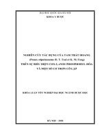 KHÓA LUẬN tốt NGHIỆP dược học FULL (DL và DLS) nghiên cứu tác dụng của tam thất hoang trên sự biểu hiện COX 2, eNOS phosphoryl hóa và một số cơ trơn cô lập 