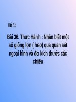 Bài giảng Công nghệ 7 - Bài 36: Thực Hành Nhận biết một số giống lợn (heo) qua quan sát ngoại hình và đo kích thước các chiều
