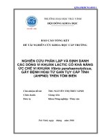 NGHIÊN CỨU PHÂN LẬP VÀ ĐỊNH DANH CÁC DÒNG VI KHUẨN LACTIC CÓ KHẢ NĂNG ỨC CHẾ VI KHUẨN Vibrio parahaemolyticus, GÂY BỆNH HOẠI TỬ GAN TỤY CẤP TÍNH (AHPND) TRÊN TÔM BIỂN