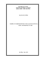 Nghiên cứu định danh tỏi lý sơn (allium sativum l ) bằng kỹ thuật chỉ thị phân tử ssr 