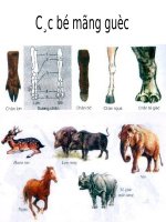 Giáo án điện tử môn môn sinh học: Hình ảnh về các bộ móng guốc