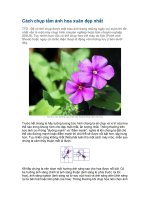 Cach chup tam anh hoa xuan dep nhat