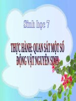Bài giảng Sinh học 7 bài 3: Thực hành quan sát một số động vật nguyên sinh