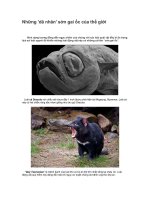 Nhung dong vat ki di