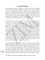 IELTS Academic Reading Sample 104 - Antarctic Penguins