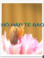 Bai 16 Ho hap te bao