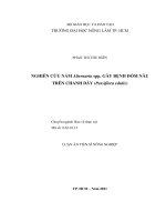 Nghiên cứu nấm Alternaria spp. gây bệnh đốm nâu trên chanh dây (Passiflora edulis)