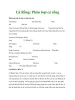 Cá Rồng: Phân loại cá rồng