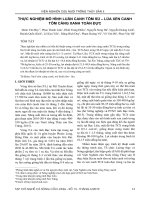 Thực nghiệm mô hình luân canh tôm sú – lúa xen canh tôm càng xanh toàn đực