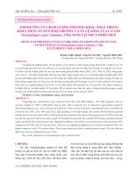 Ảnh hưởng của hàm lượng protein khác nhau trong khẩu phần ăn lên sinh trưởng và tỷ lệ sống của cá nâu (Scatophagus argus Linnaeus, 1766) nuôi tại Thừa Thiên Huế