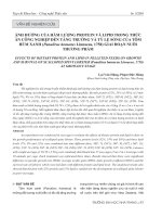 Ảnh hưởng của hàm lượng protein và lipid trong thức ăn công nghiệp đến tăng trưởng và tỷ lệ sống của tôm hùm xanh (Panulirus homarus Linnaeus, 1758) giai đoạn nuôi thương phẩm