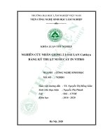 Nghiên cứu nhân giống 2 loài lan cattleya bằng kỹ thuật nuôi cấy invitro 
