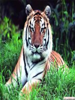 Tom tat tac pham Mot thoi dai trong thi ca