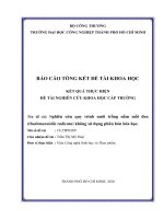 Nghiên cứu quy trình nuôi trồng nấm mối đen ( oudmansiella radicata) không sử dụng phân bón hóa học 