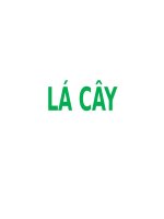 LÁ CÂY (PHẦN 2) (THỰC VẬT DƯỢC SLIDE)