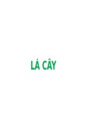 LÁ CÂY (PHẦN 1) (THỰC VẬT DƯỢC SLIDE)