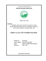 Tìm hiểu công tác tổ chức sản xuất cà tím tại trang trại số 22 moshav hatzeva vùng arava israel thuộc trung tâm liên kết và phát triển quốc tế 