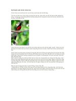 Ky Thuat Nuoi Chich Choe Lua