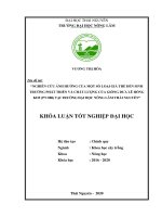 Nghiên cứu ảnh hưởng của một số giá thể đến sinh trưởng phát triển và chất lượng của giống dưa lê hồng kim (PN 888) tại trường đại học nông lâm thái nguyên 