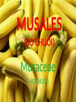 Seminar họ chuối (musaceae) (seminar thực vật dược)