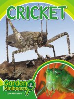 Động vật: Garden cricket 